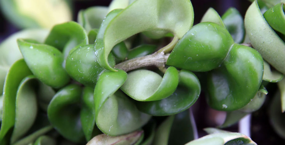 Hoya Compacta Care Guide - How to Make Your Hindu Rope Plant Last for Decades