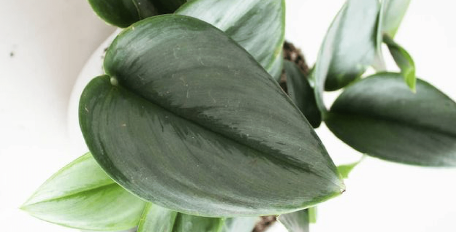 Scindapsus Treubii Care Tips - Ultimate Guide for Optimal Growth