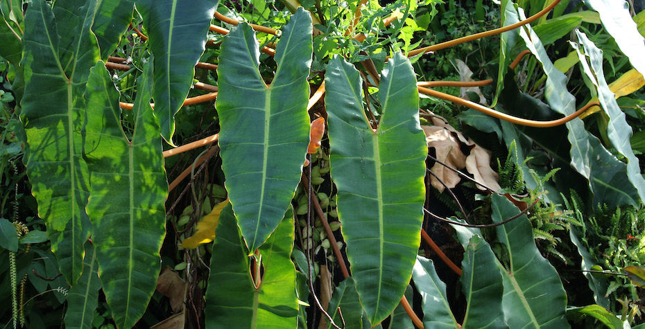 Philodendron Billietiae Care Tips - Ultimate Guide for Optimal Growth