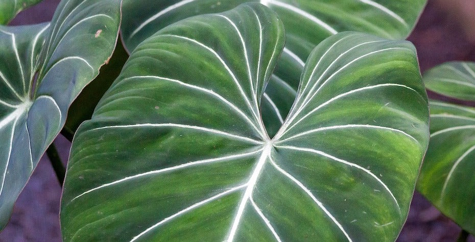The Simple Guide to Philodendron Gloriosum Care