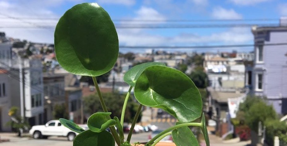 Chinese Money Plant 101 - How to Care for Pilea Peperomioides