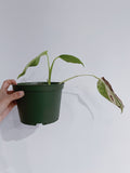Monstera Aurea