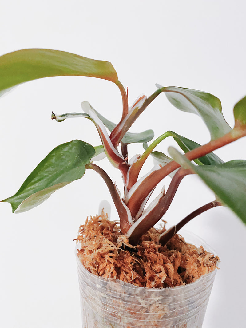 Philodendron White Knight