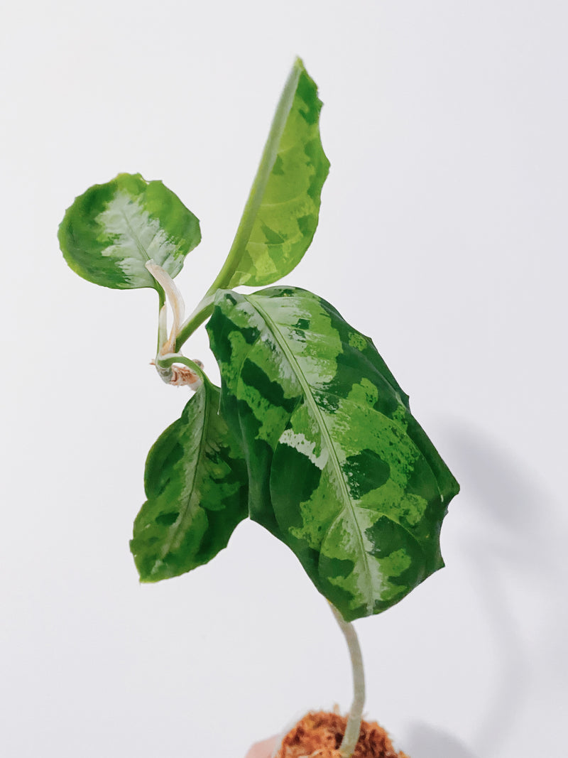 Aglaonema Pictum Tricolor