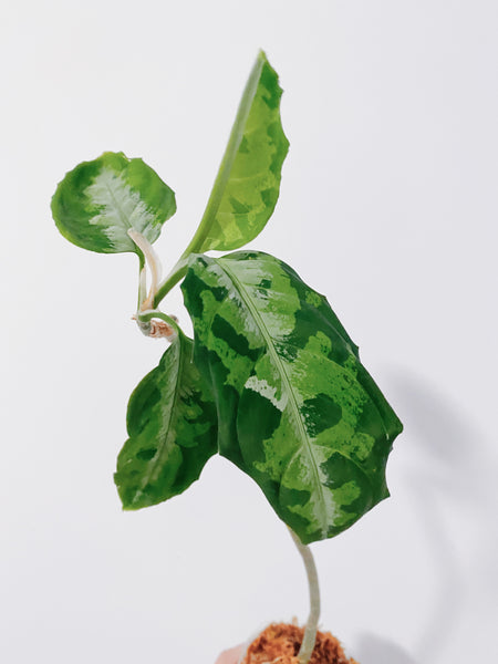 aglaonema pictum tricolor sibolga Aglaonema Pictum Tricolor – Rooted Hues
