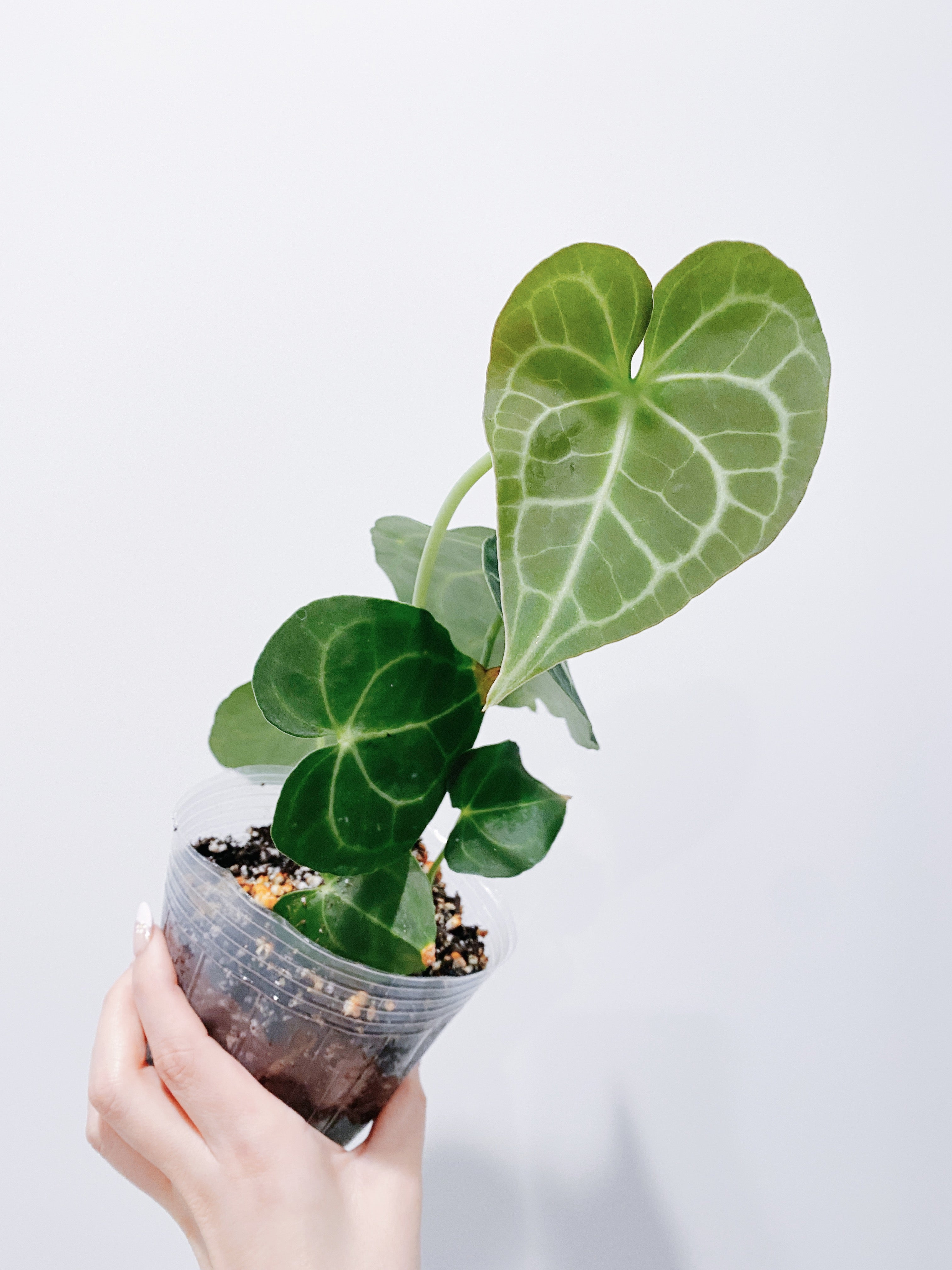Anthurium Clarinervium