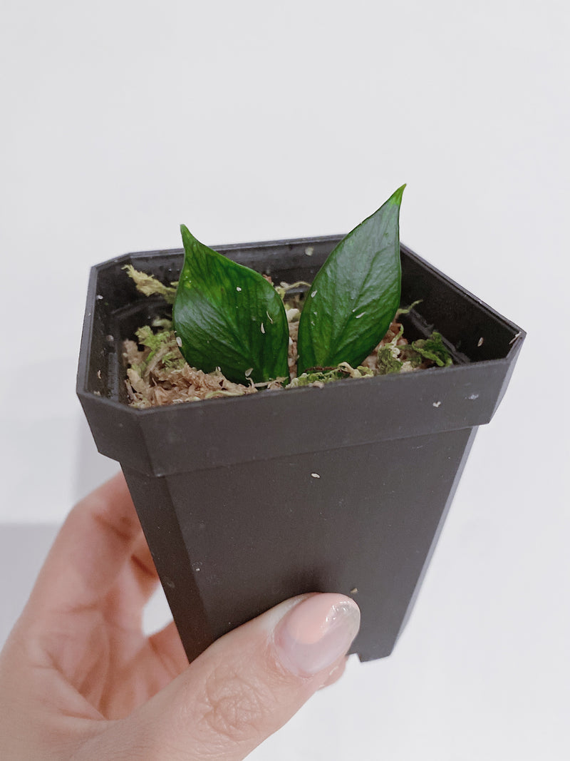 Hoya Polyneura