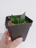 Hoya Polyneura