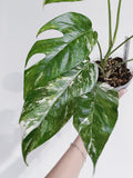 Epipremnum Pinnatum Variegated