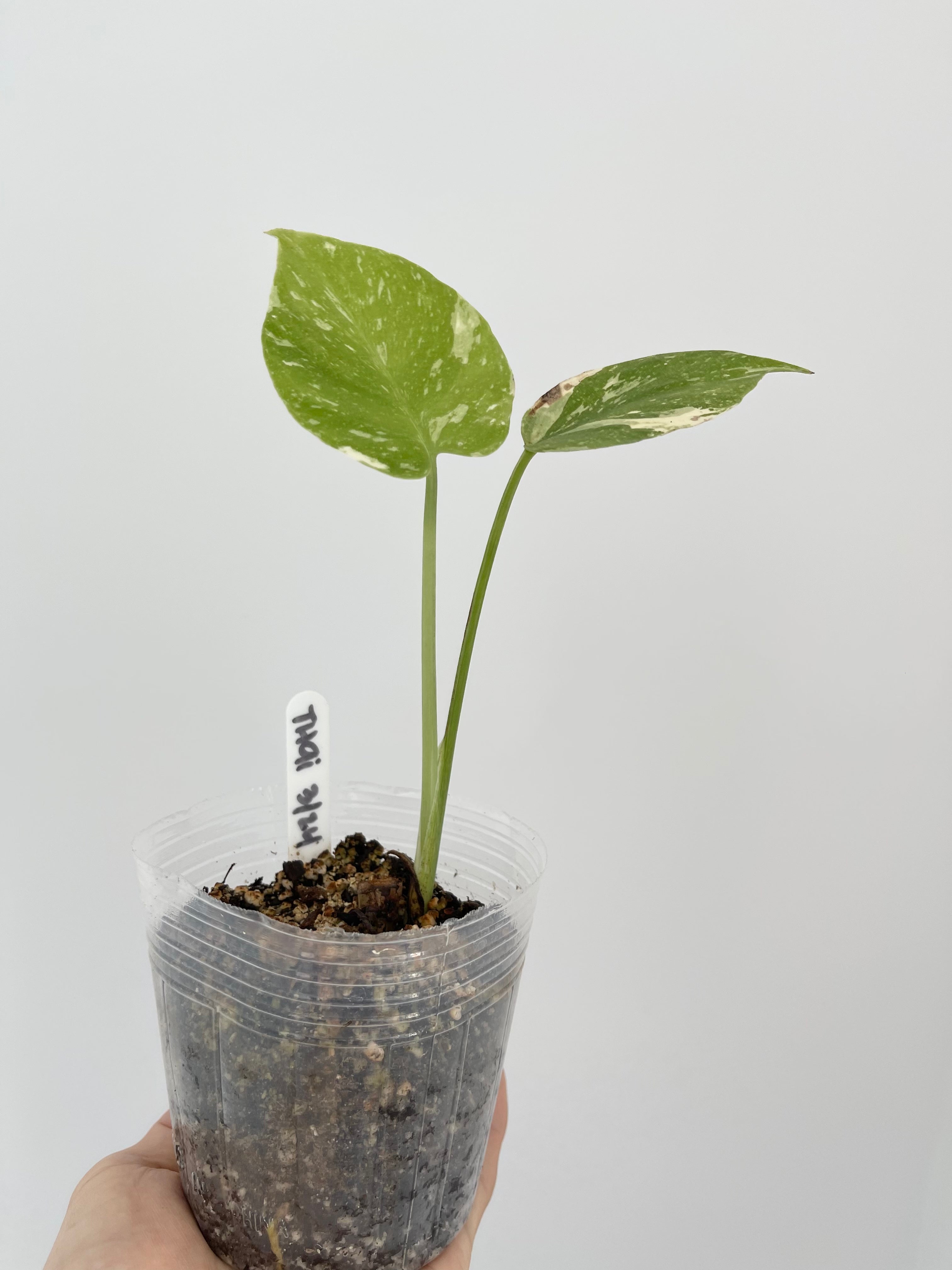 Monstera Thai Constellation