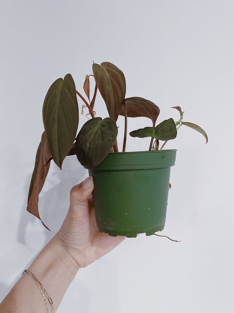 Philodendron Micans