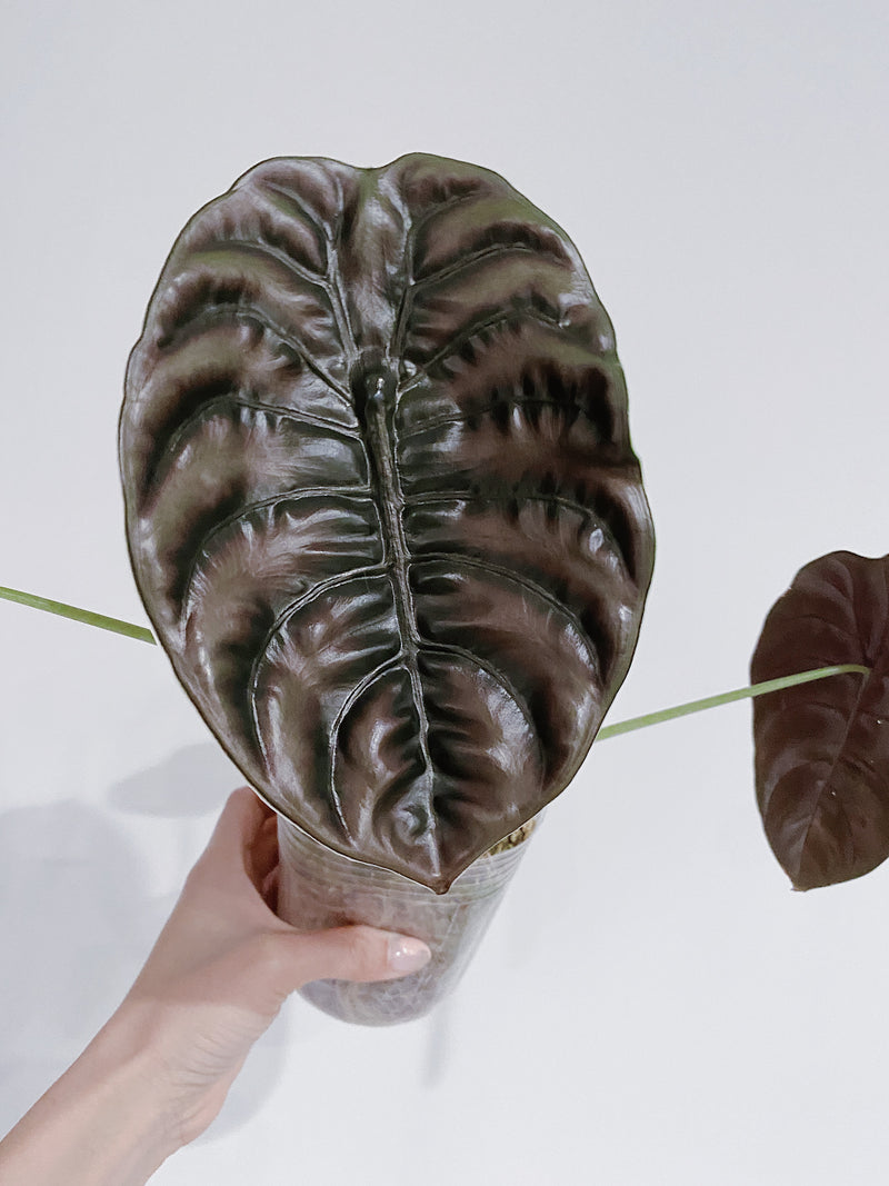 Alocasia Cuprea