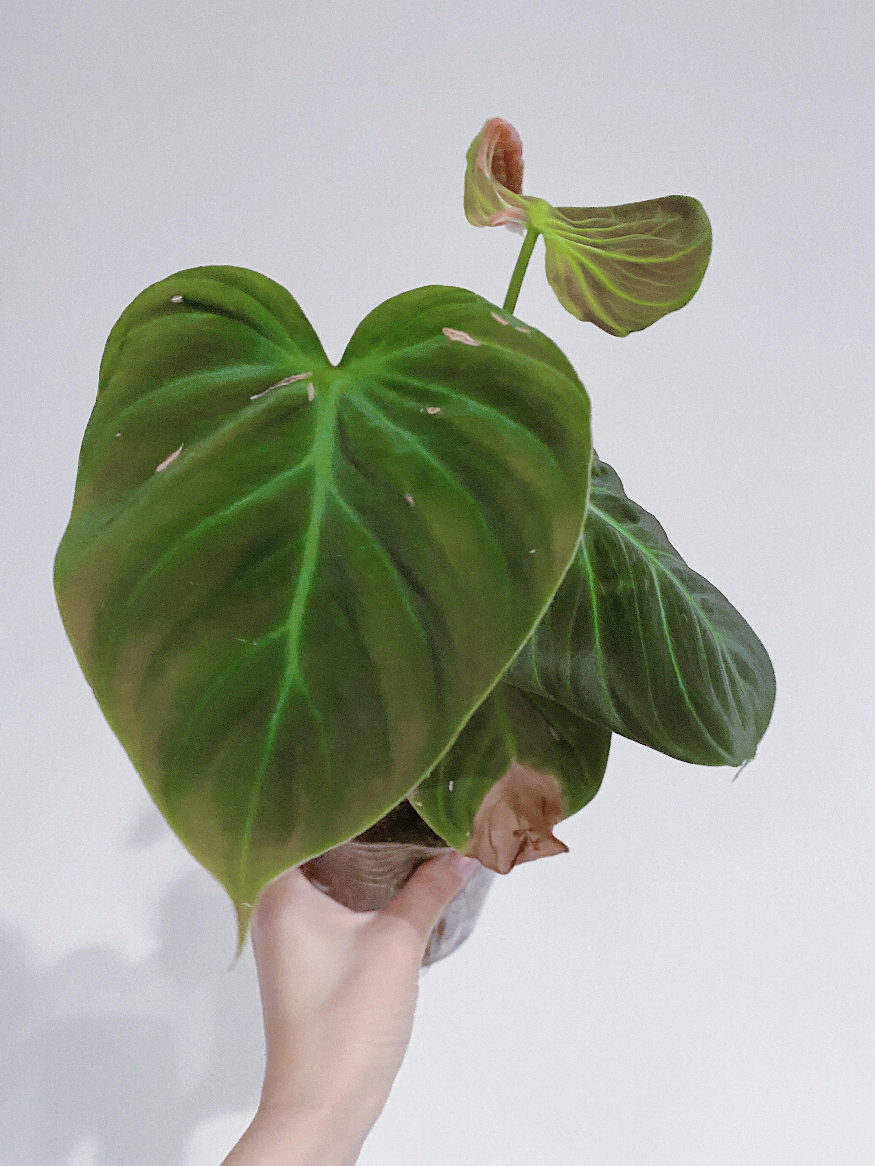 Philodendron El Choco Red
