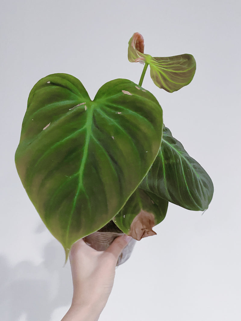Philodendron El Choco Red