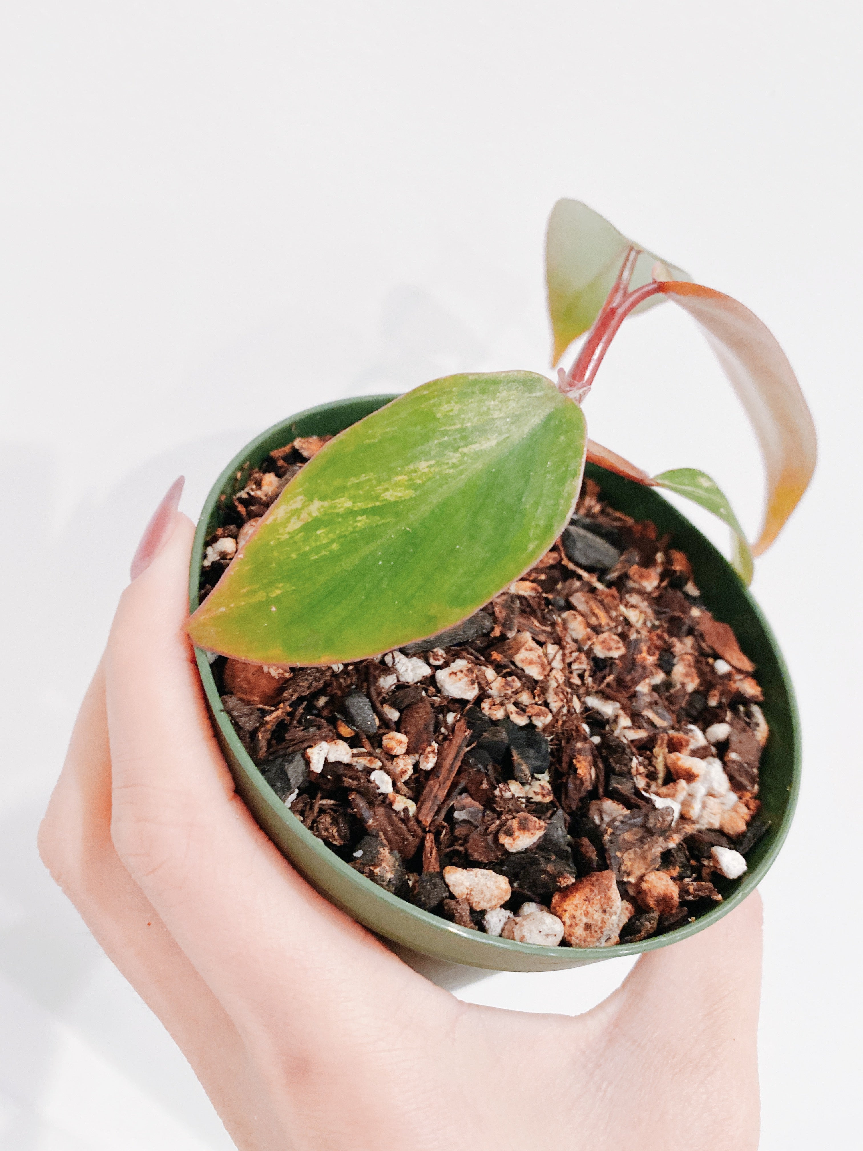 Philodendron Strawberry Shake