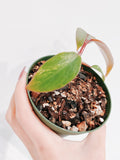 Philodendron Strawberry Shake