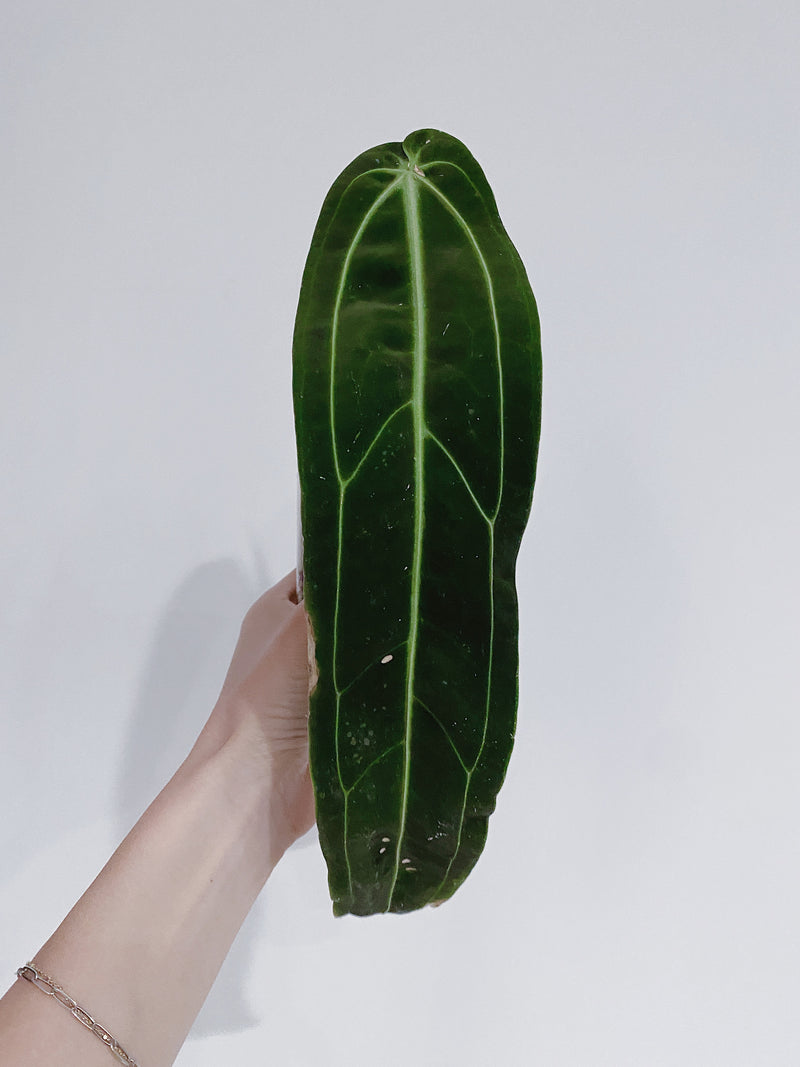 Queen Anthurium Warocqueanum