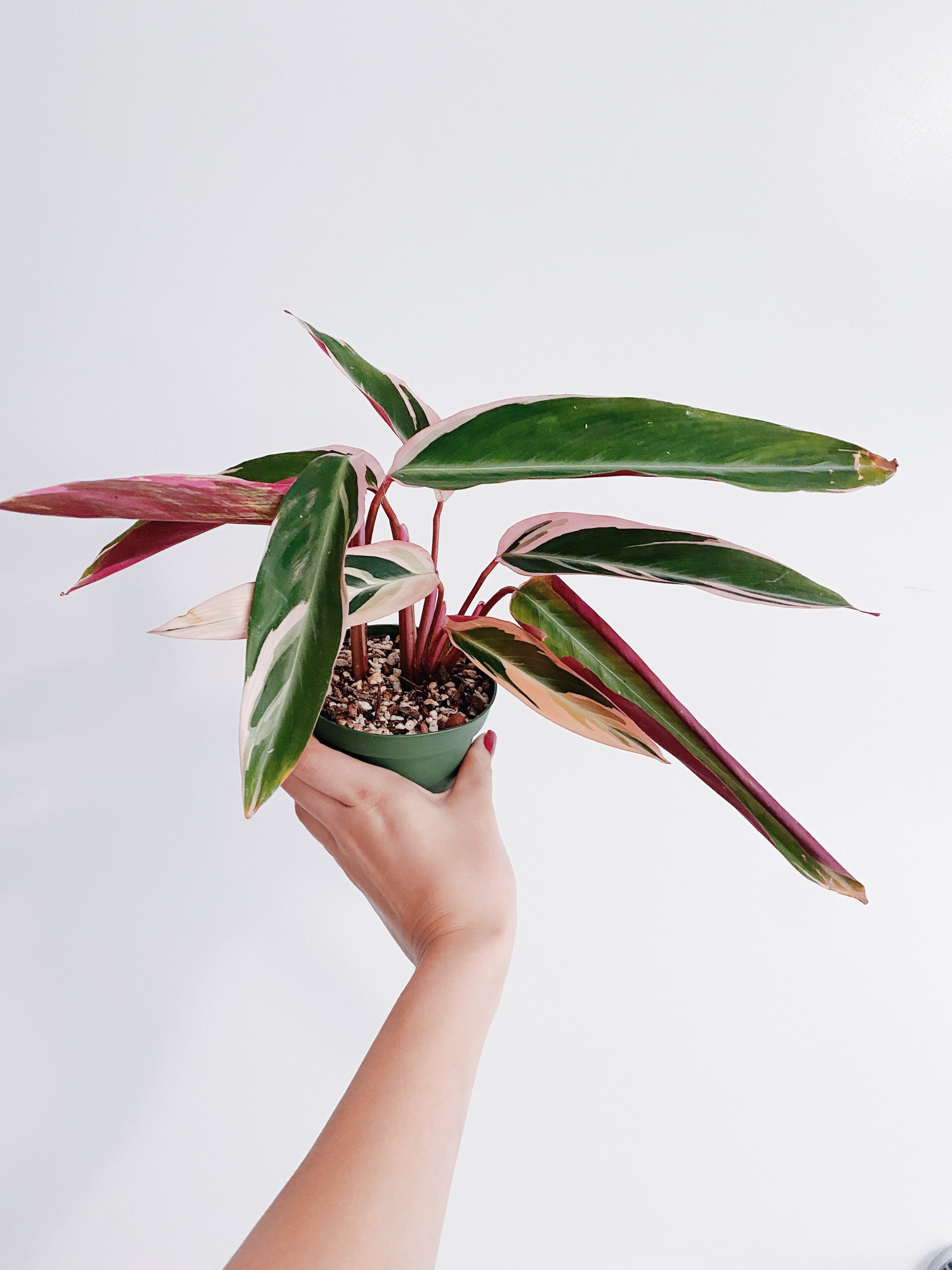 Stromanthe Triostar