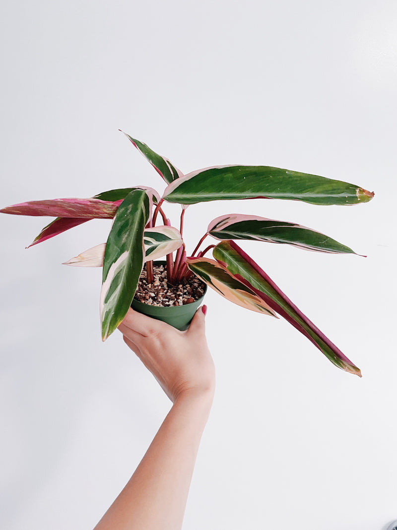 Stromanthe Triostar
