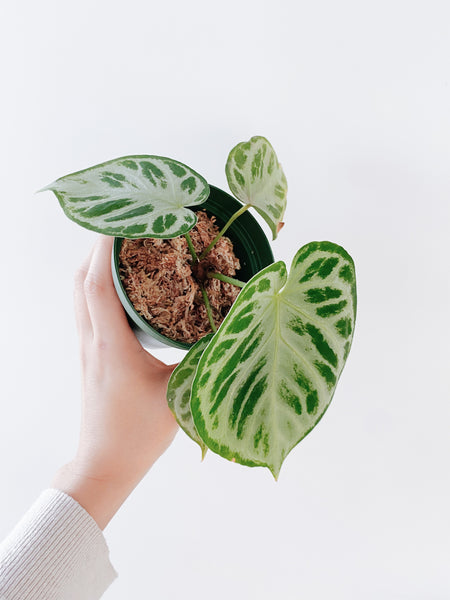 anthurium silver streak Anthurium Silver Blush (US Seller) – Rooted Hues