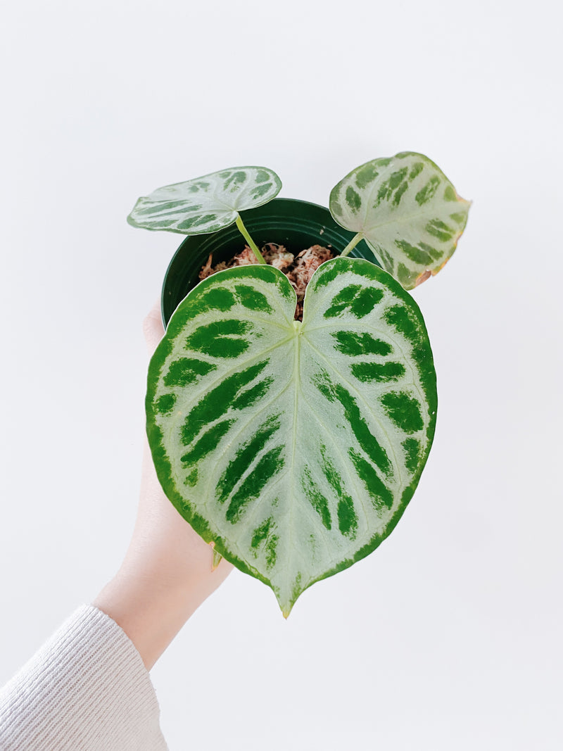 Anthurium Silver Blush