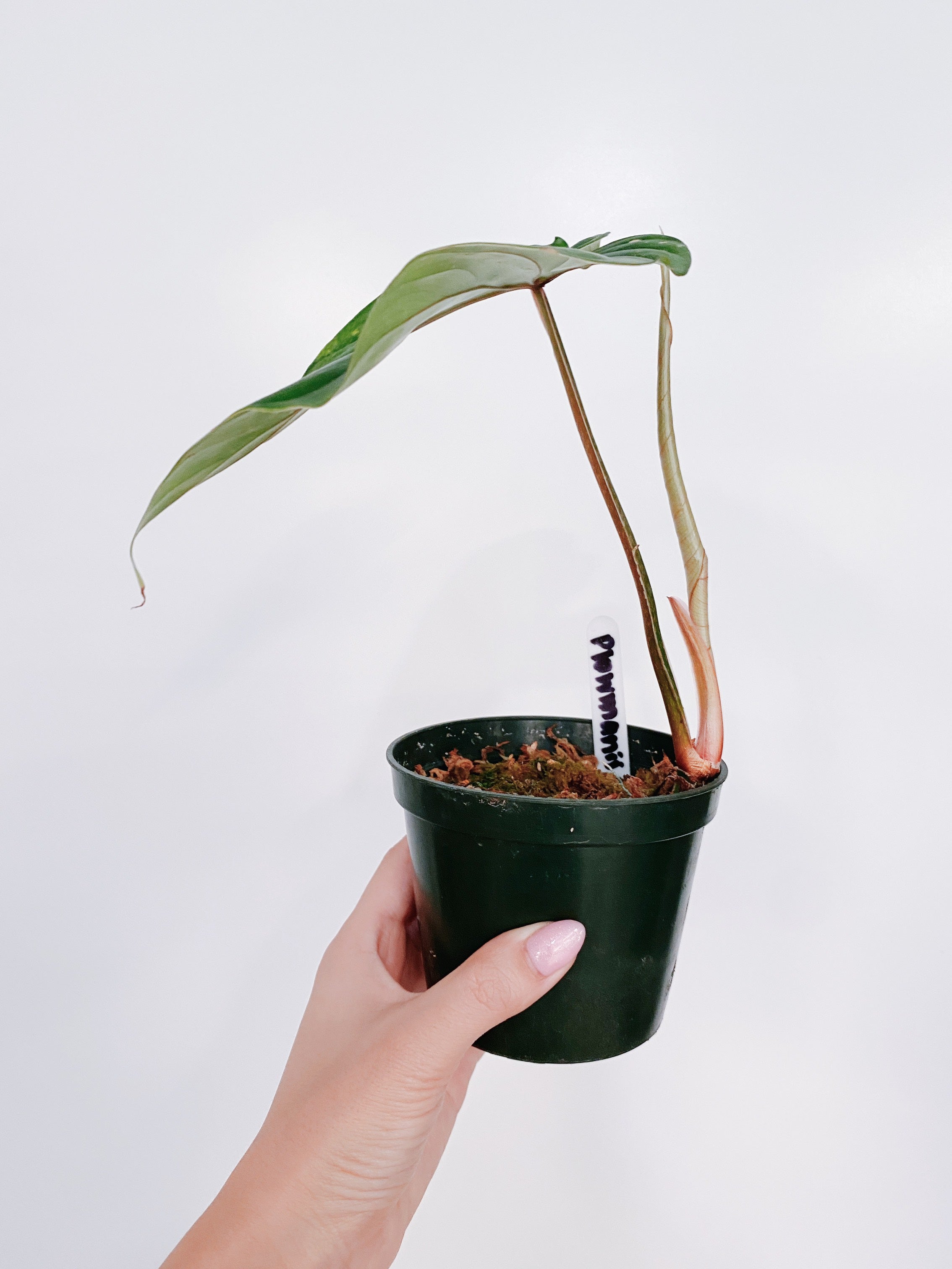 Philodendron Plowmanii