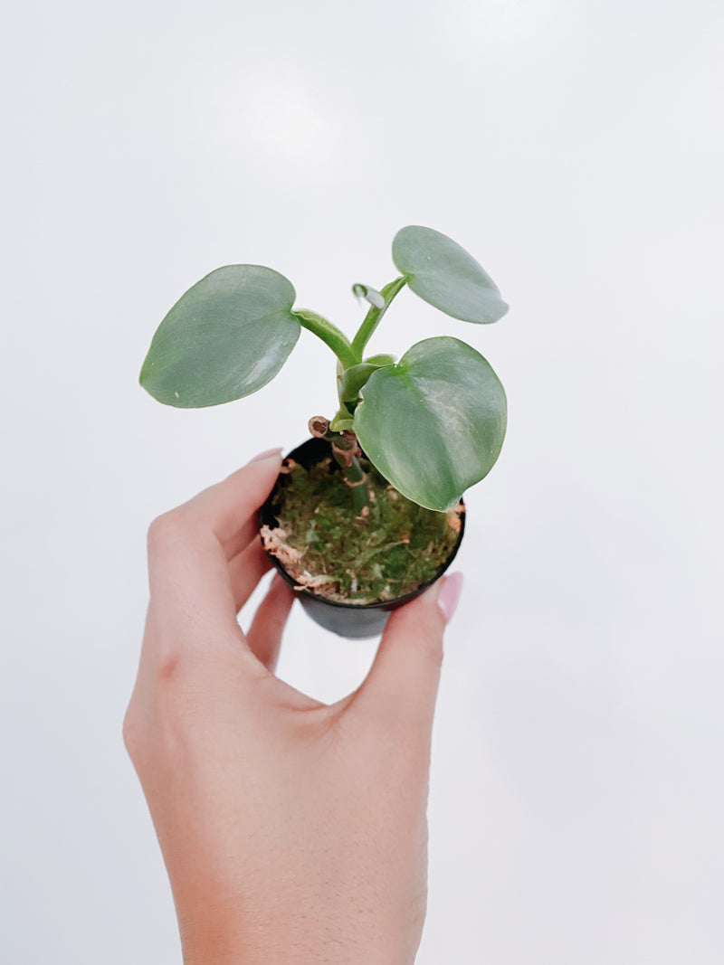 Philodendron Silver Sword