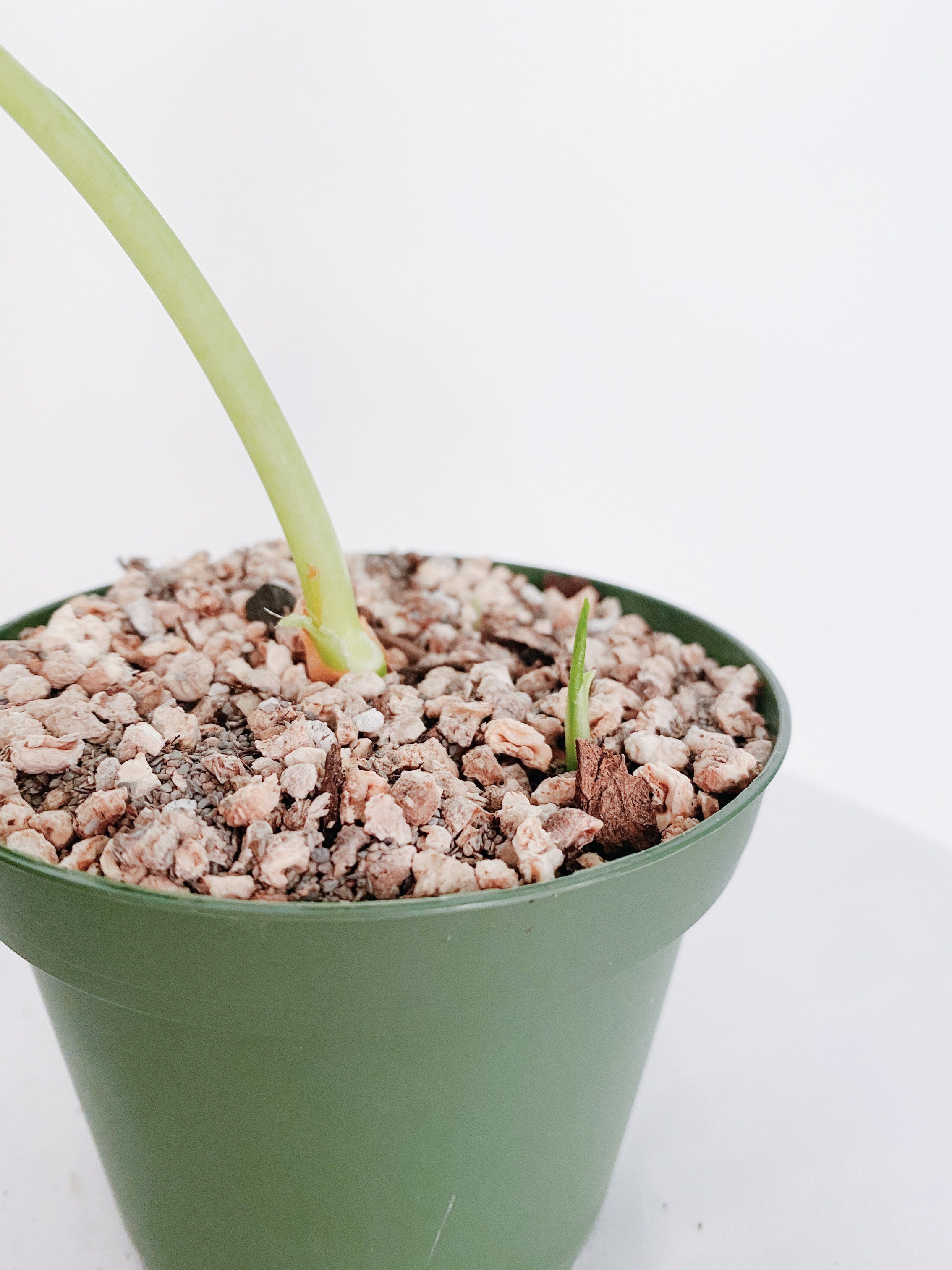 Alocasia Frydek