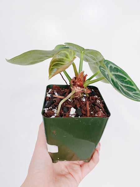 anthurium dorayaki x red crystallinum Anthurium Dorayaki (Crystallinum Hybrid) – Rooted Hues