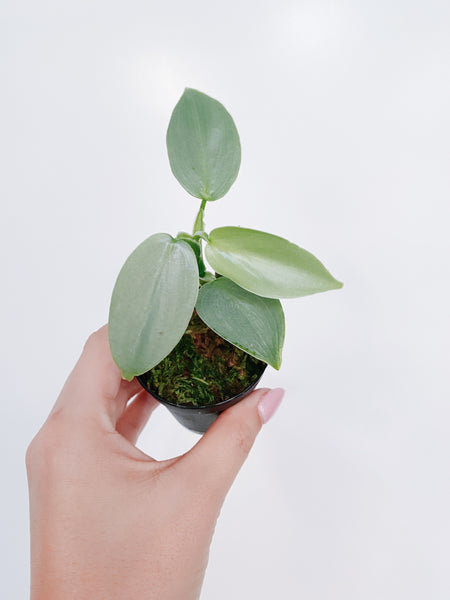 Philodendron Silver Sword – Rooted Hues