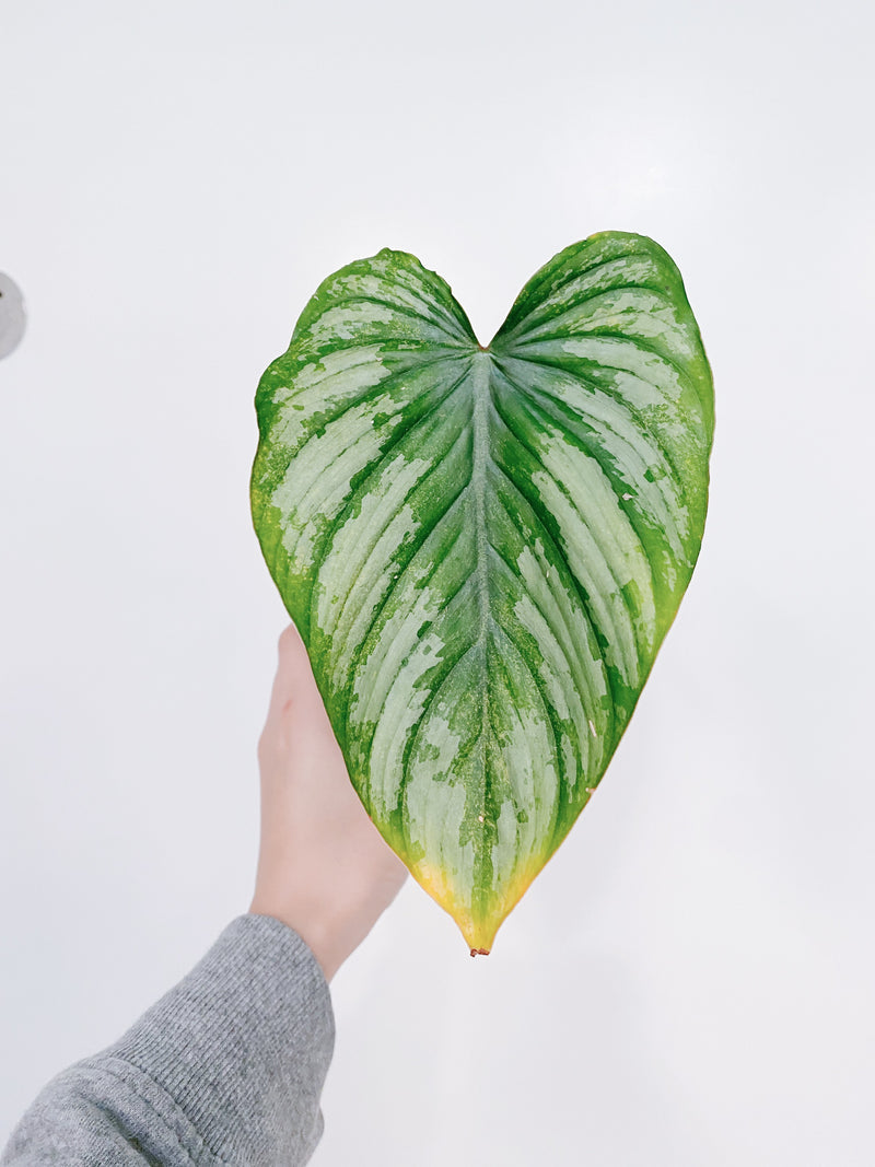 Philodendron Mamei
