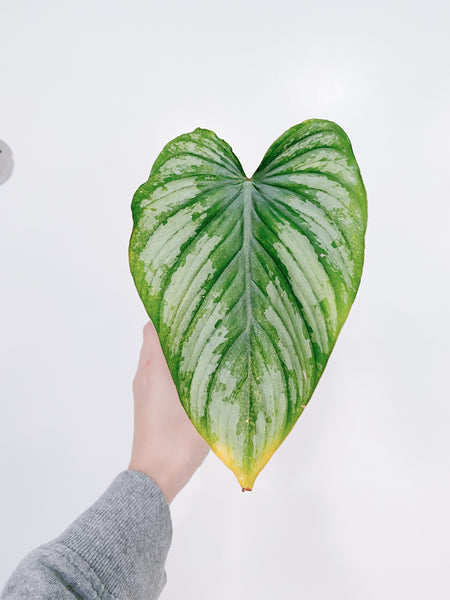 philodendron mamei price Philodendron Mamei – Rooted Hues