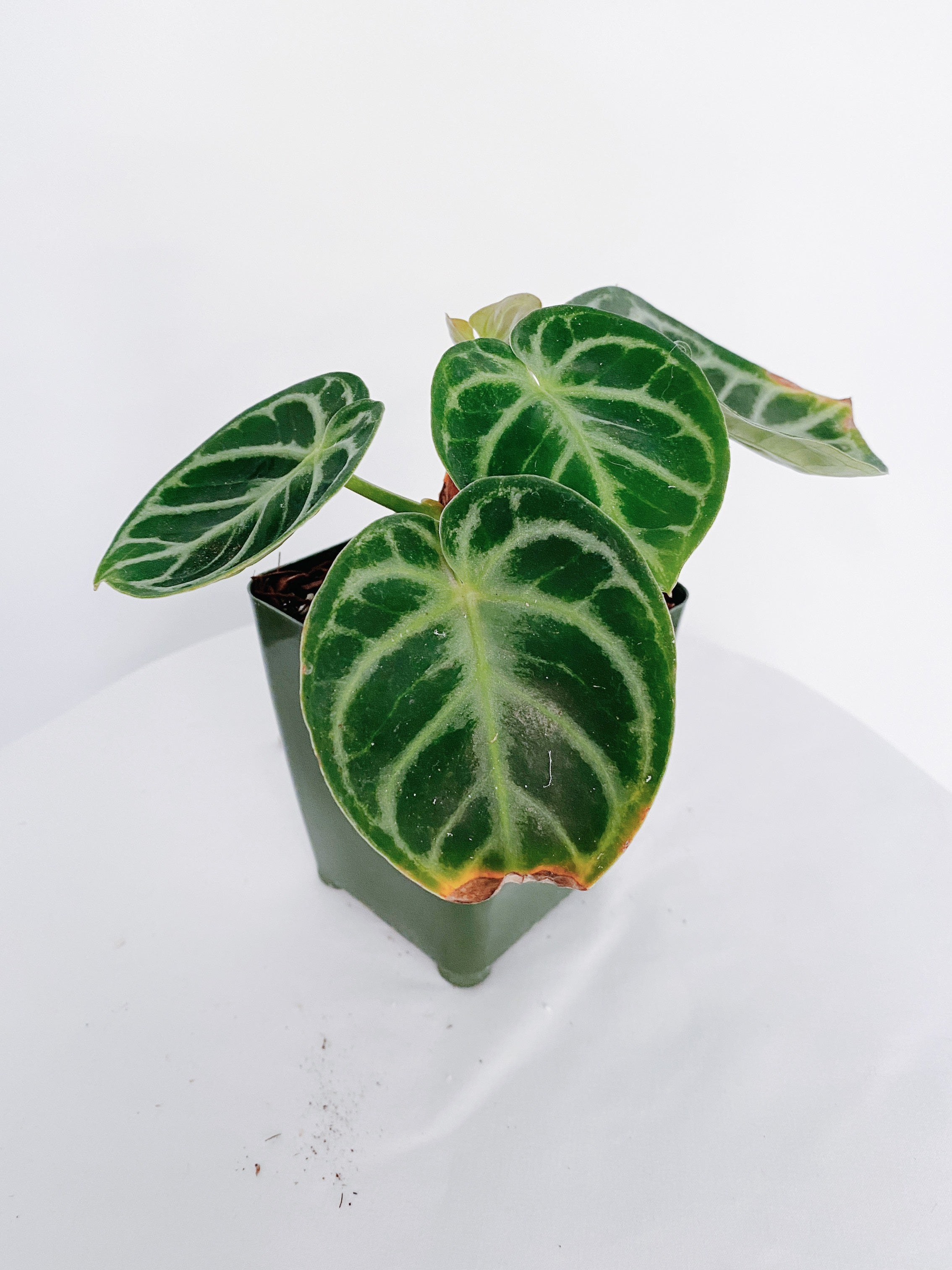 Anthurium Dorayaki (Crystallinum Hybrid)