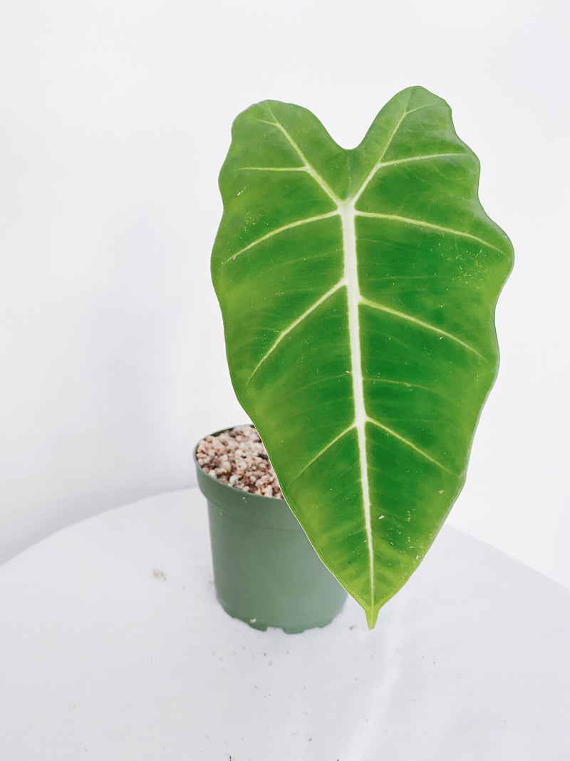 Alocasia Frydek