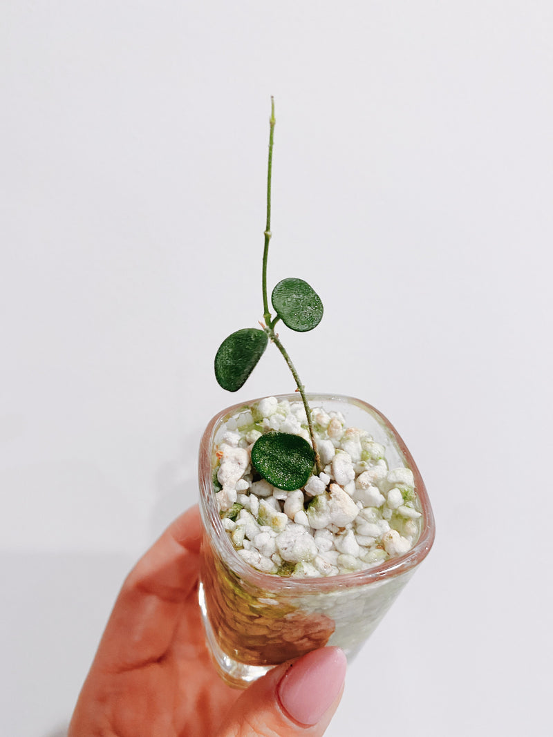 Hoya Serpens