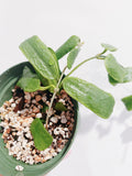 Hoya Rotundiflora