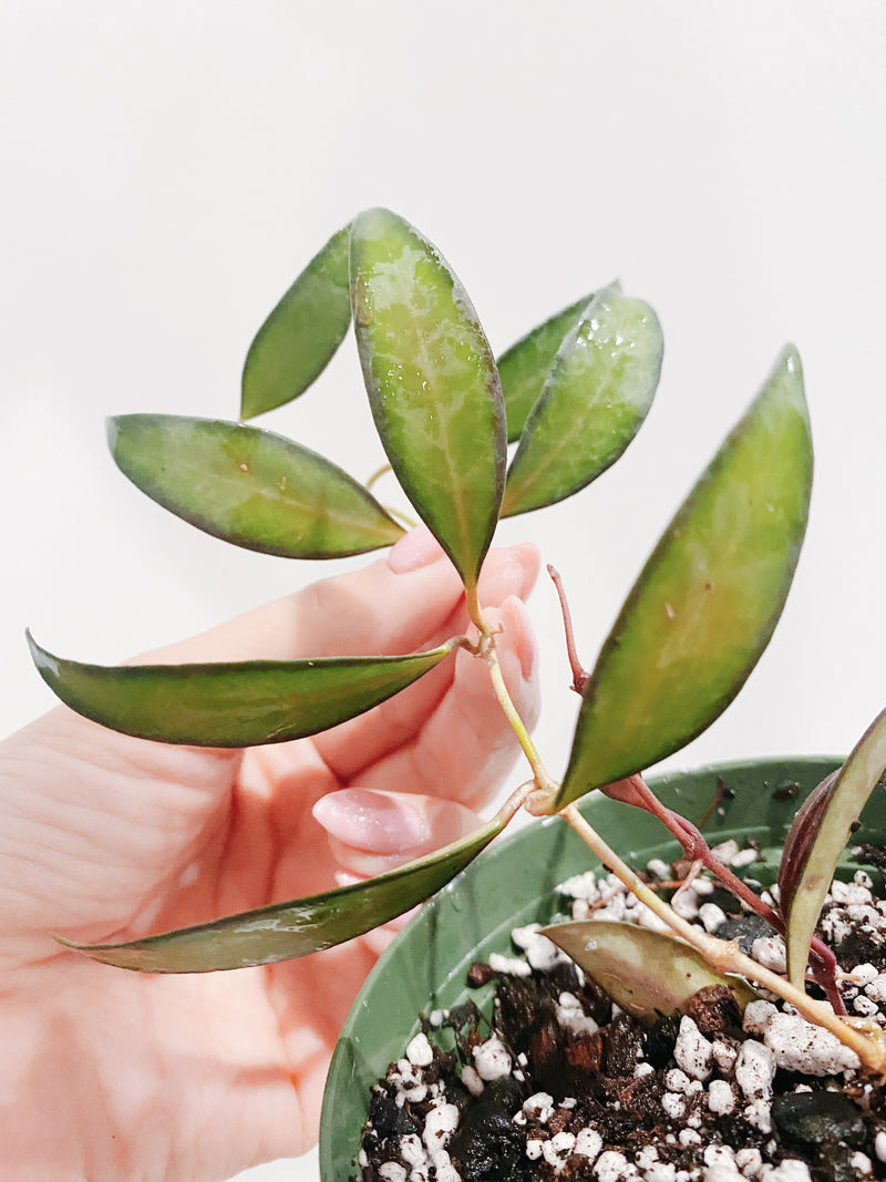 Hoya Rosita