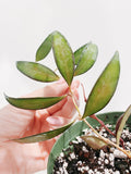 Hoya Rosita
