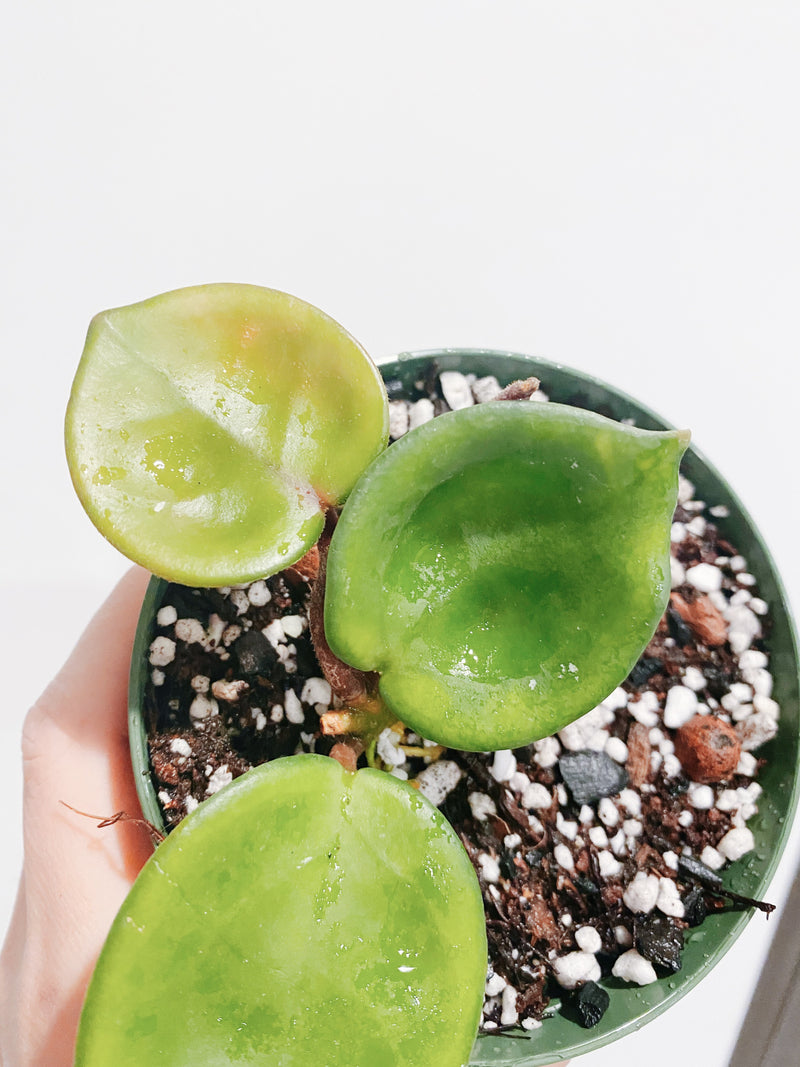 Hoya Chelsea