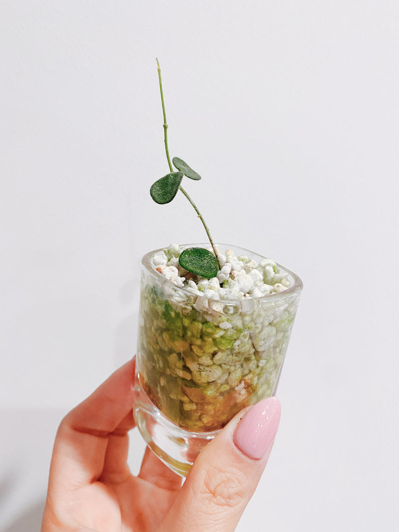 Hoya Serpens