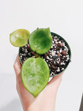 Hoya Chelsea