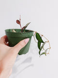 Hoya Rosita