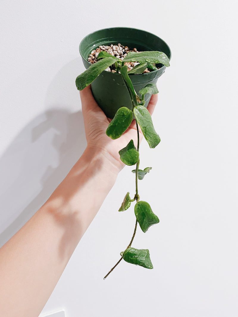 Hoya Rotundiflora