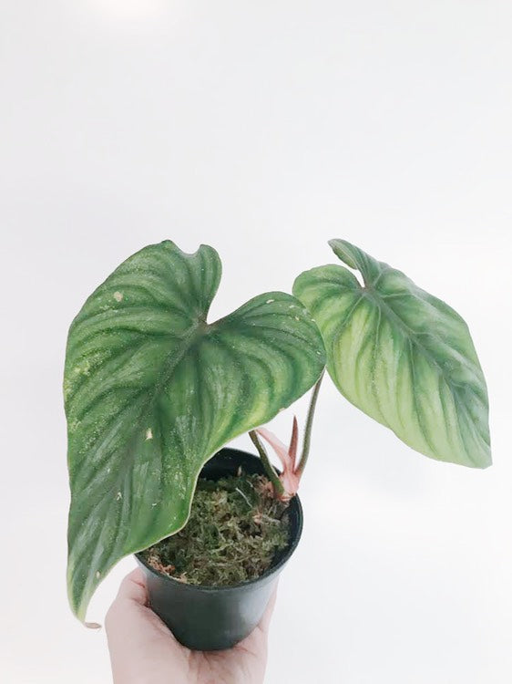Philodendron Plowmanii