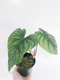 Philodendron Plowmanii