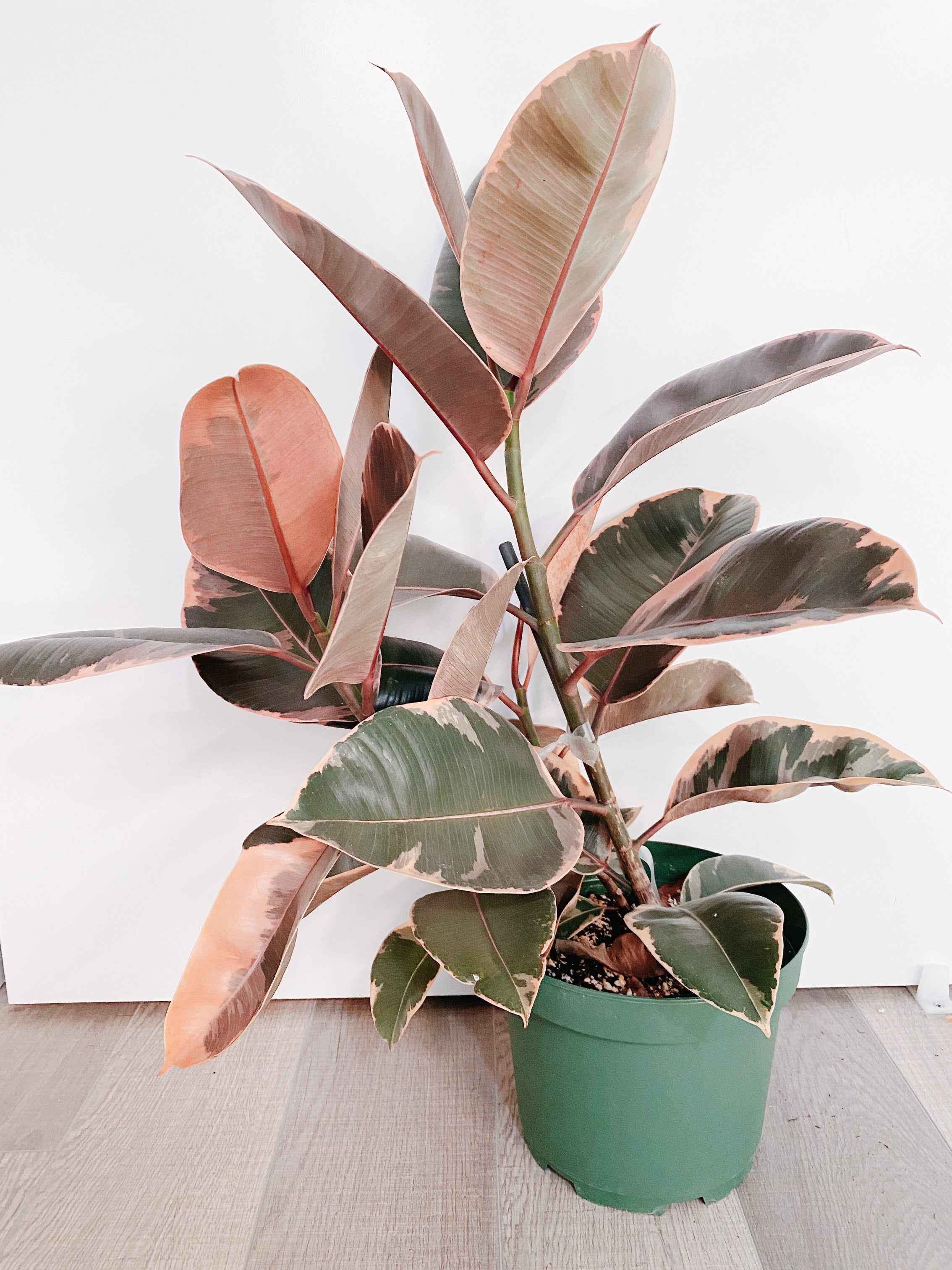 Ficus Elastica Ruby