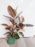 Ficus Elastica Ruby