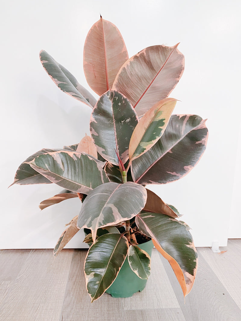 Ficus Elastica Ruby