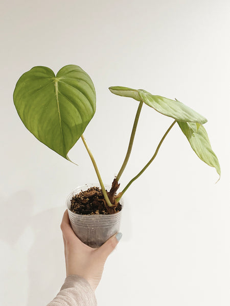 Philodendron Pastazanum (US Seller) – Rooted Hues