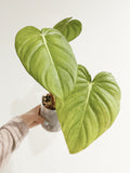 Philodendron Pastazanum